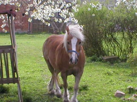 Pferd auf grüner Wiese im Frühling