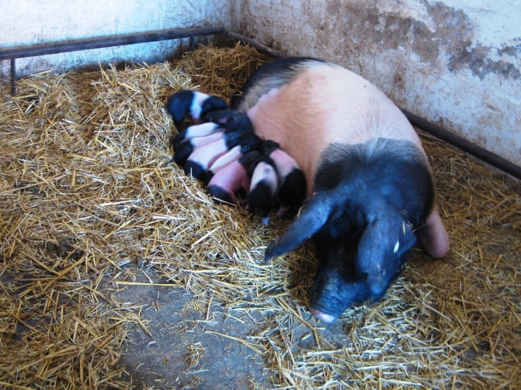 Schwein mit acht Ferkeln im Stall