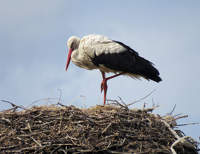 Storch im Nest