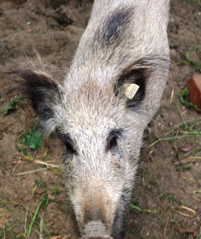 Bild eines Wildschweins auf dem Bauernhof