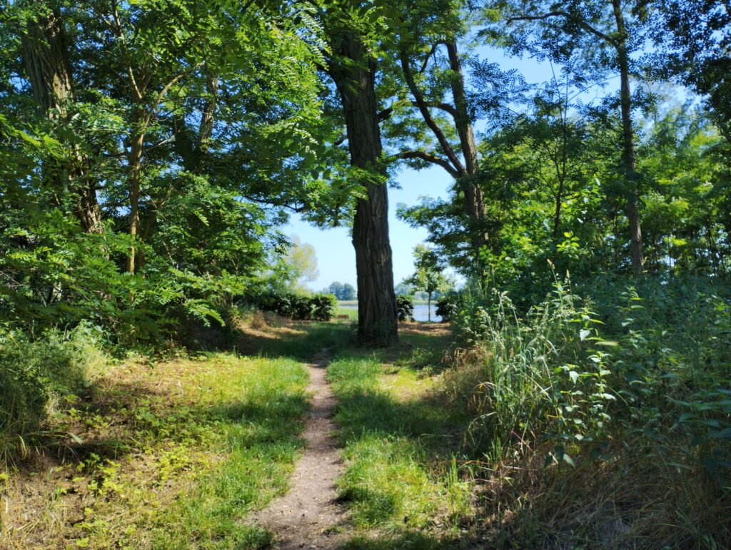 Bild von bewaldetem Feldweg, der zu einem See führt, bei sonnigem Wetter